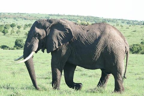 Safari di 2 notti al Masai Mara