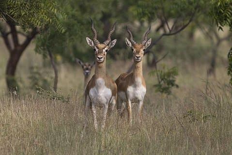 Lo stesso giorno Jeep Safari per Blackbuck al National Chambal Sanctuary di Agra