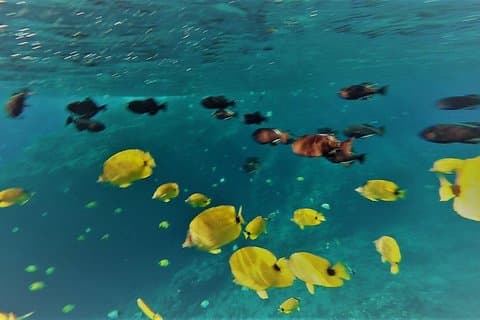 Molokini Crater Snorkel Adventure and Turtle Cove - High Quality