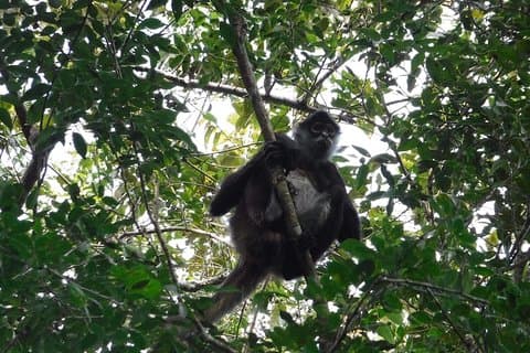 Wild Monkey Tour (Private, Half Day)
