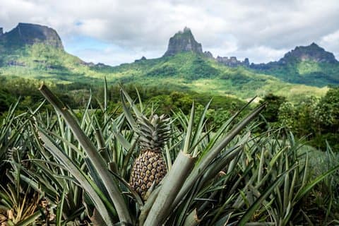 Privat tur Moorea 4WD - Belvedere Pineapple Farm, Magic Mount.