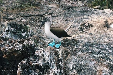 6-Day Galapagos Superior Adventure (Tourist Superior Class)