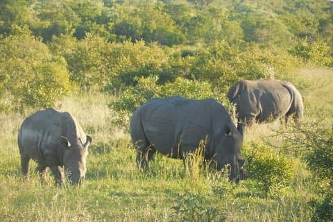 Safari di due giorni al Kruger National Park da Johannesburg