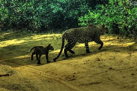 All inclusive Privat safari i Wilpattu Nationalpark fra Negombo