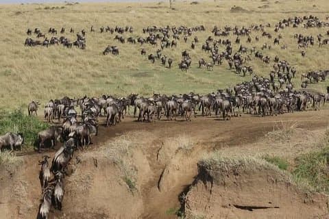 3 dagen 2 nachten budget groepssafari naar Masai Mara National Reserve