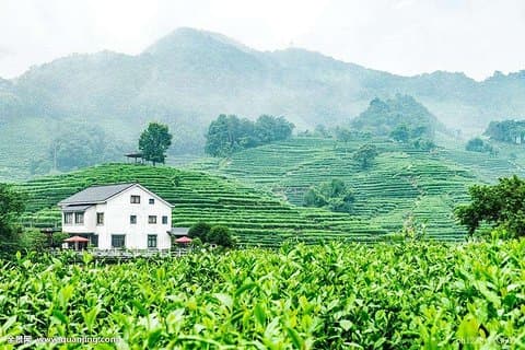 Autentisk Hangzhou Longjing Tea Culture Experience Tour