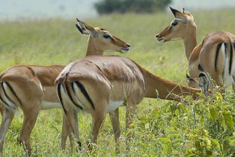 3 Dage 2 Nætter Gruppe med Serengeti og Ngorogoro Safari