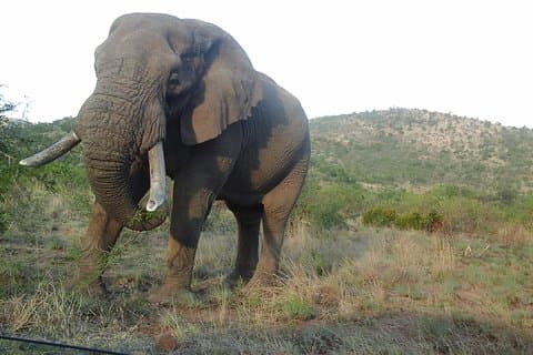 Kruger National Park 2 Days 1 Night Magical Safari from Johannesburg Private