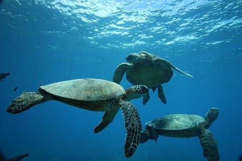 Oahu: Turtle Canyon Snorkel | Waikiki Beach - 12PM Snorkel & Sail