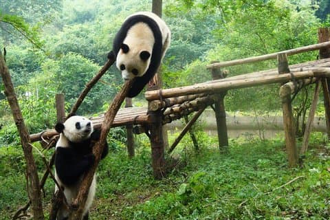 Volledige dagtour naar Panda Center en JinSha Museum