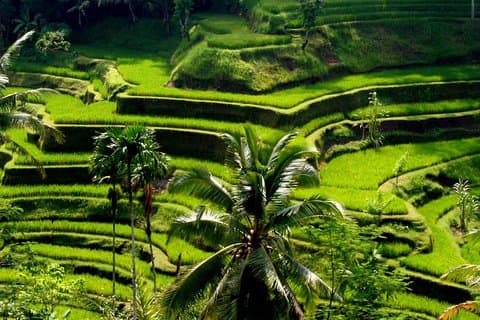 Bali Private Shore Excursion Explore Ubud Are (Cruiseskip)