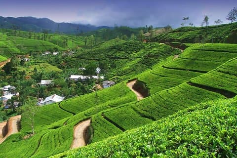 Ontdek Nuwara Eliya | Ervaar de beste thee ter wereld