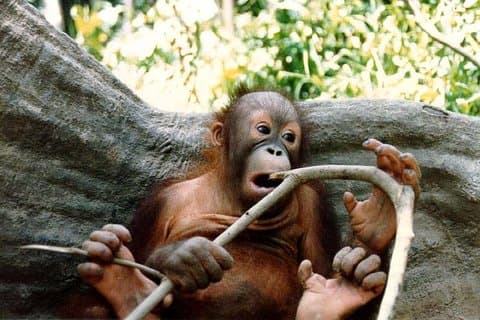 Sepilok Orang Utan & Bornean Sun Bear Centre with Sandakan City Tour with Lunch