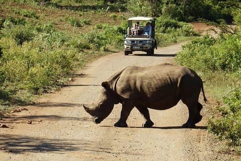 2-daagse Zuid-Afrikaanse wildlife tour met 4x4 safari vanuit Kaapstad