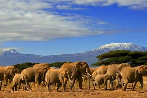 3 dage, 2 nætter safari til Amboseli Nationalpark fra Nairobi