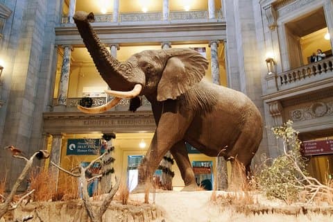 Smithsonian Museum of Natural History Führung in kleiner Gruppe : 8ppl Max