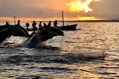 Sunrise Dolphin Wacthing & Menjangan Island Snorkeling Day Trip