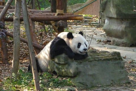 Privat tur: 3-nat Sichuan Udforsk fra Chengdu til Leshan og Mt Emei