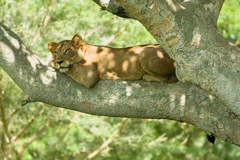 3-daagse groepssafari naar Queen Elizabeth Park in Oeganda.