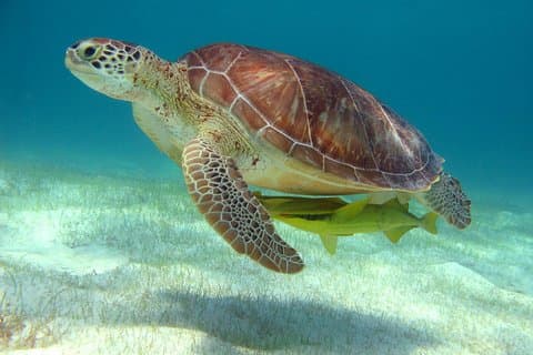 Excursão de meio dia de tartaruga marinha e snorkeling cenote a partir de Cancún e Riviera Maya