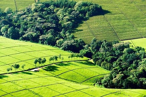 Nairobi Day tur til Tea Farm