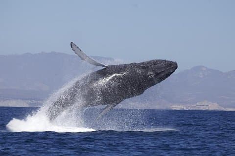 Whale Watching on 2-Level Boat with Breakfast and Drinks Included