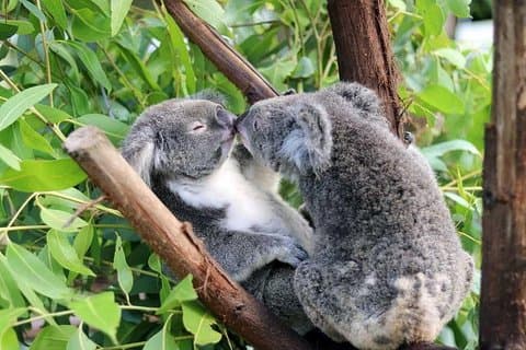 Classic Kuranda by Skyrail and Scenic Railway, Rainforestation & lunch. CKB