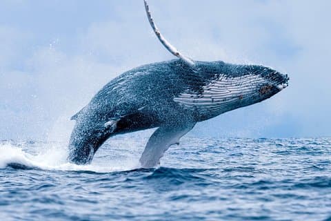 Vanuit Maalaea: Walvissen spotten Tour aan boord van de Quicksilver