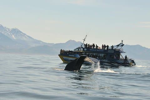 Kaikoura Whale Watch Day Tour fra Christchurch inkludert Coastal Pacific Train
