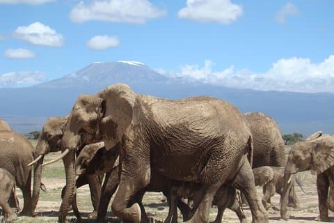Dagstur till Amboseli nationalpark