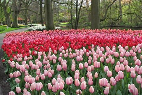 Private Day Trip to Keukenhof Gardens with Entrance Tickets