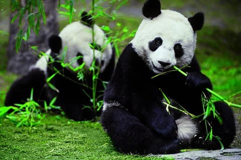 Tour privado de un día en Chengdu a la base del panda gigante