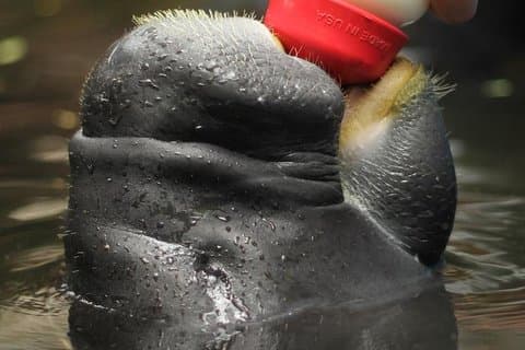 Amazon Rescue Center - Manatees Conservation Center Admission Ticket