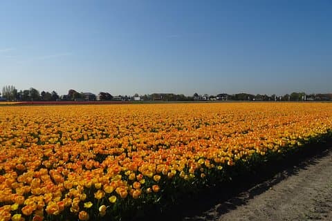 4 heures de visite privée des champs de fleurs florissants en voiture ou minibus