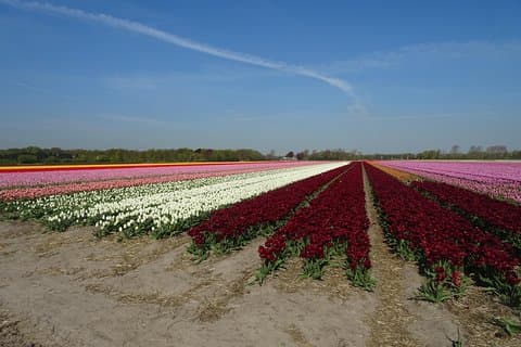 4 horas de tour privado a los famosos campos de flores de Amsterdam.