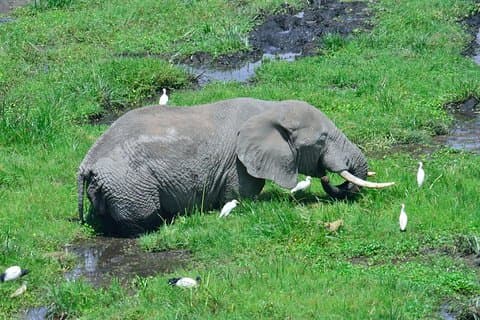 Übernachtung im Amboseli National Park