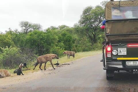 Kruger National Park 3 Tage 2 Nächte Klassische Safari von Johannesburg Private