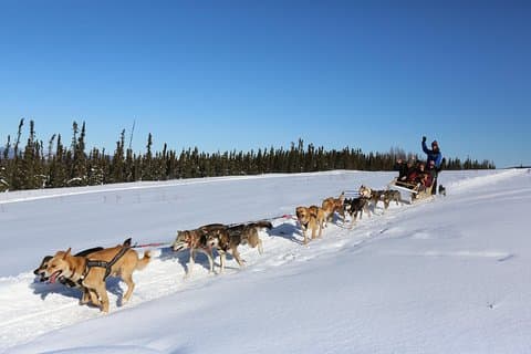 1 heure Hiver Traîneau à chiens à Fairbanks