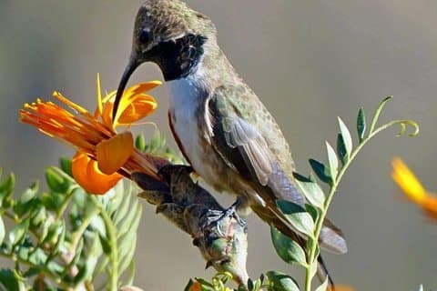 Colca Canyon Sightseeing Tour 2D1N and Transfer to Puno