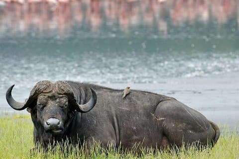 Private Day tour to Lake Nakuru with optional Boat Ride on Lake Naivasha