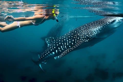 Oslob Walhai-Beobachtung & Tour in Cebu