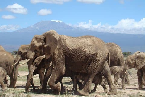 1 - Day Amboseli - Mt Kilimanjaro Vlieg in & Road Safari