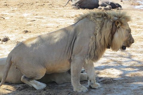 Hwange 2 notti Bush Camping e Safari
