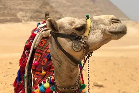 8-timmars privat rundtur i Giza-pyramiderna, lunch, kameltur och egyptiskt museum