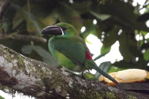 Mindo Cloud Forest (PRIVÉ-dagtrip vanuit Quito)