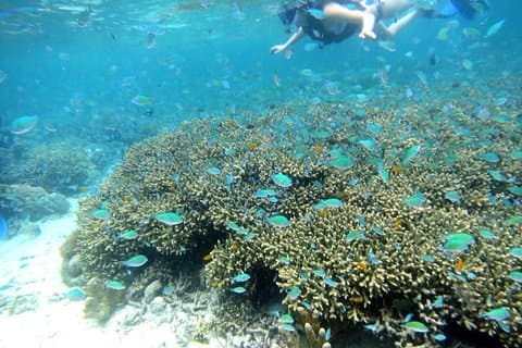 Snorkeling à San Vicente avec bateau rapide