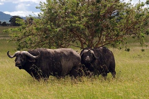 Day trip to Tarangire National Park from Arusha
