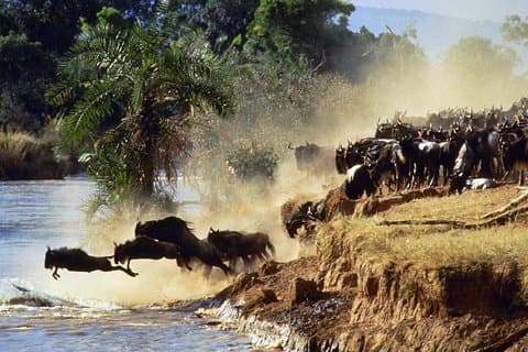 4 Days Group Joining Budget Safari To Masai Mara And Lake Nakuru National Park