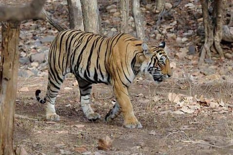 Explore Panna National Park From Khajuraho