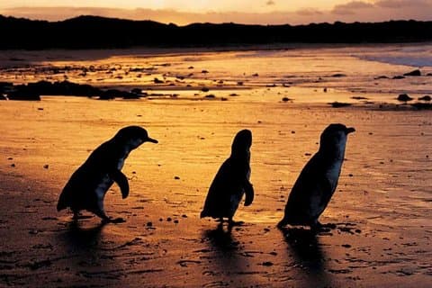 Phillip Island Penguin Parade, Brighton Bathing Boxes og Wildlife Park Tour